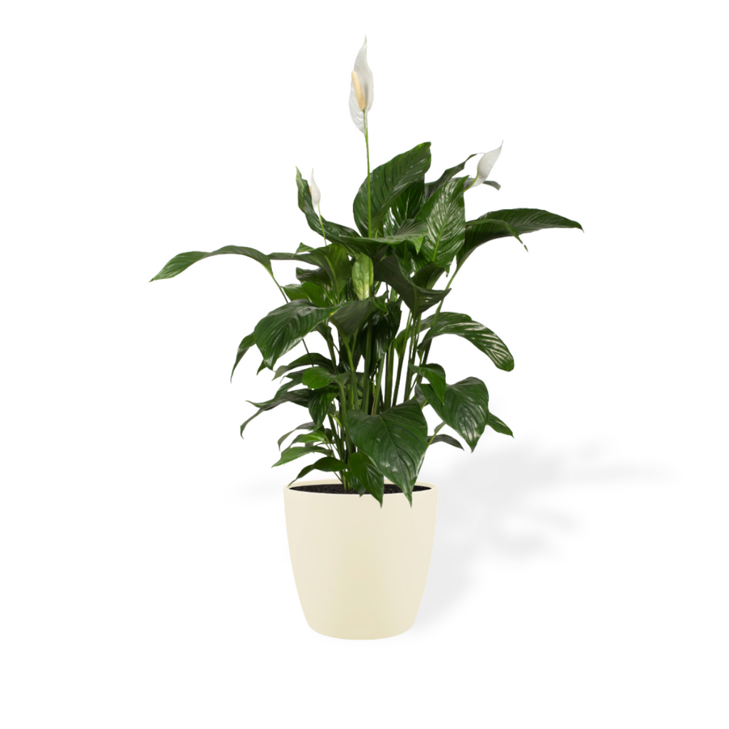 Peace lily in Soap Brussels Round Mini 12.5cm (0.35m)