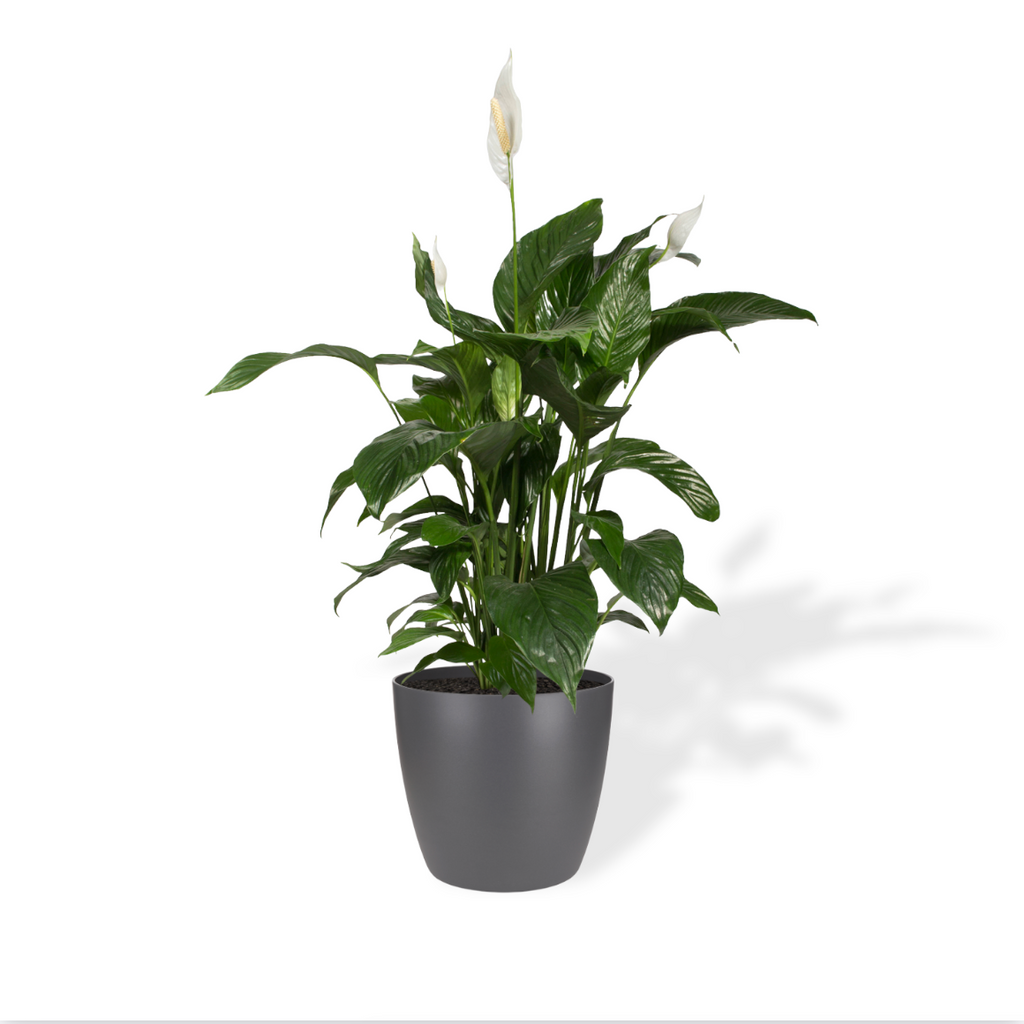 Peace lily in Anthracite Brussels Round Mini 12.5cm (0.35m)