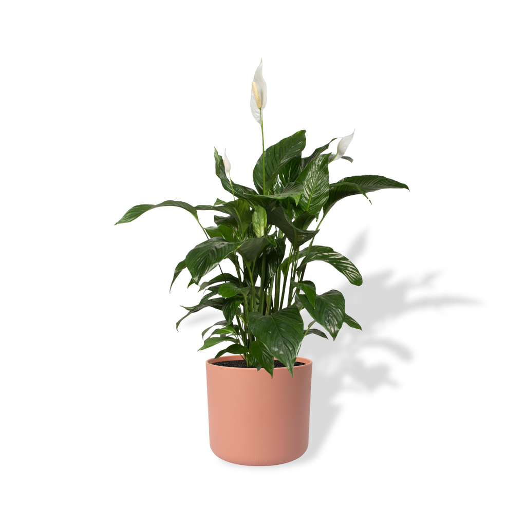 Peace lily in Delicate Pink B for Soft Round 14cm