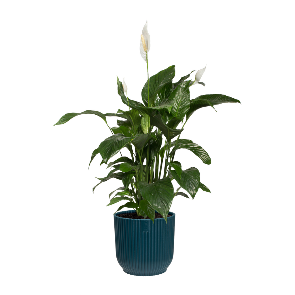 Peace lily in Deep Blue Vibes Fold 14cm (0.35m)