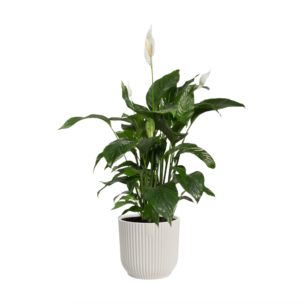 Peace lily in Silky White Vibes Fold 14cm (0.35m)