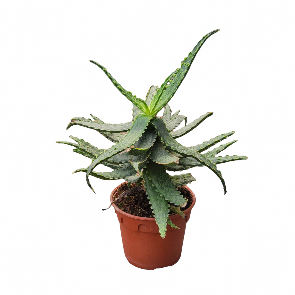 Aloe Hybrid (0.3m)
