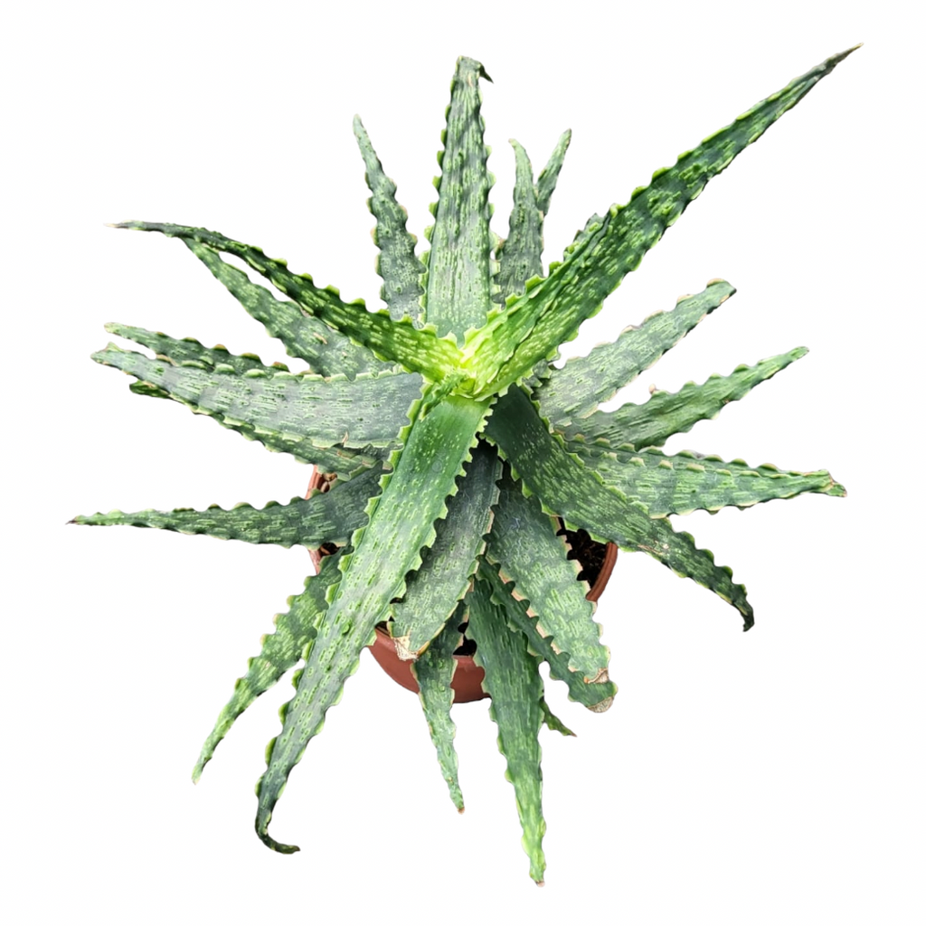 Aloe Hybrid (0.3m)