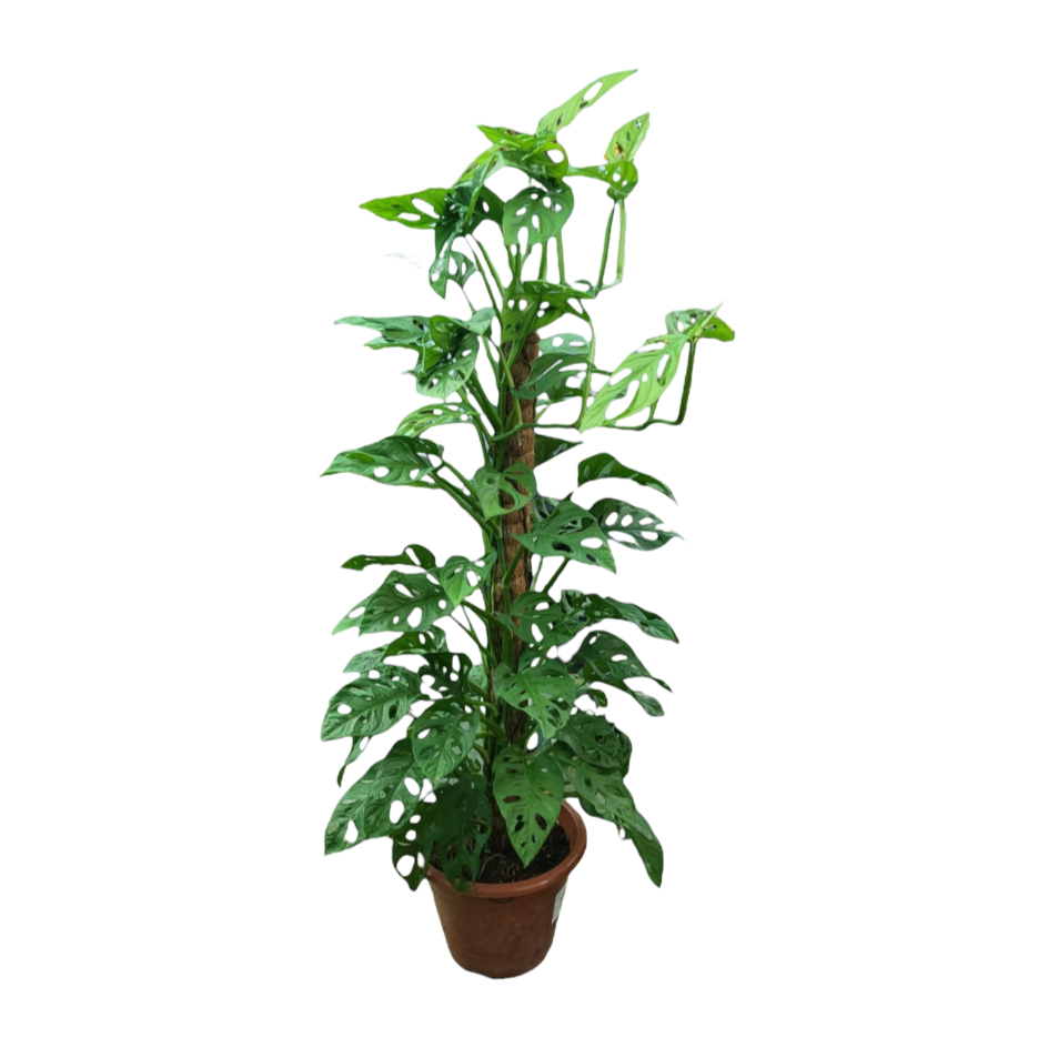 Monstera adansonii, Swiss Cheese Plant (0.9mH)