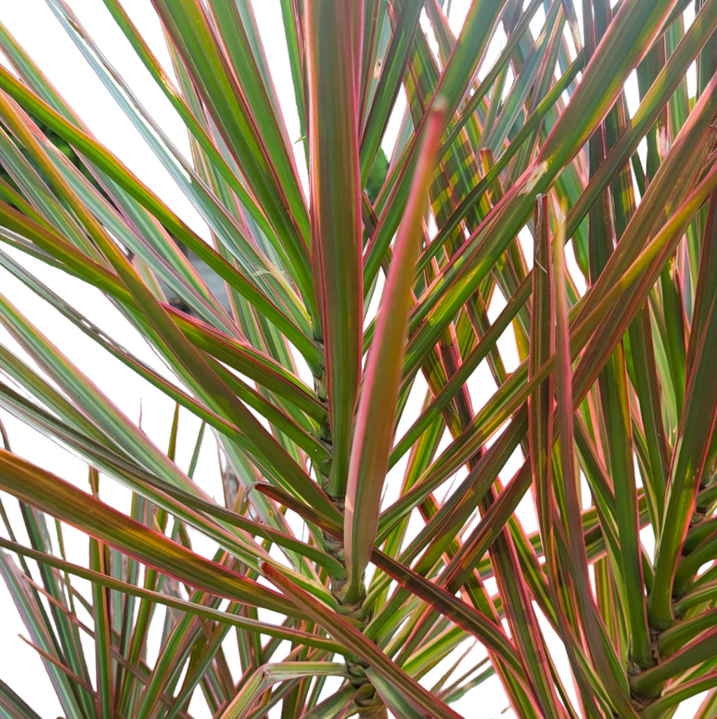 Dracaena Marginata, Dragon Tree (1.5m)