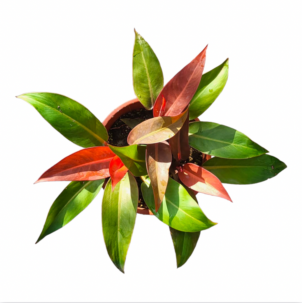 Philodendron 'Sun Red' (0.3m)