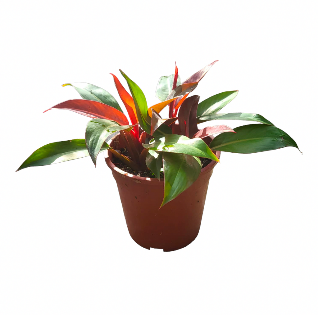 Philodendron 'Sun Red' (0.3m)
