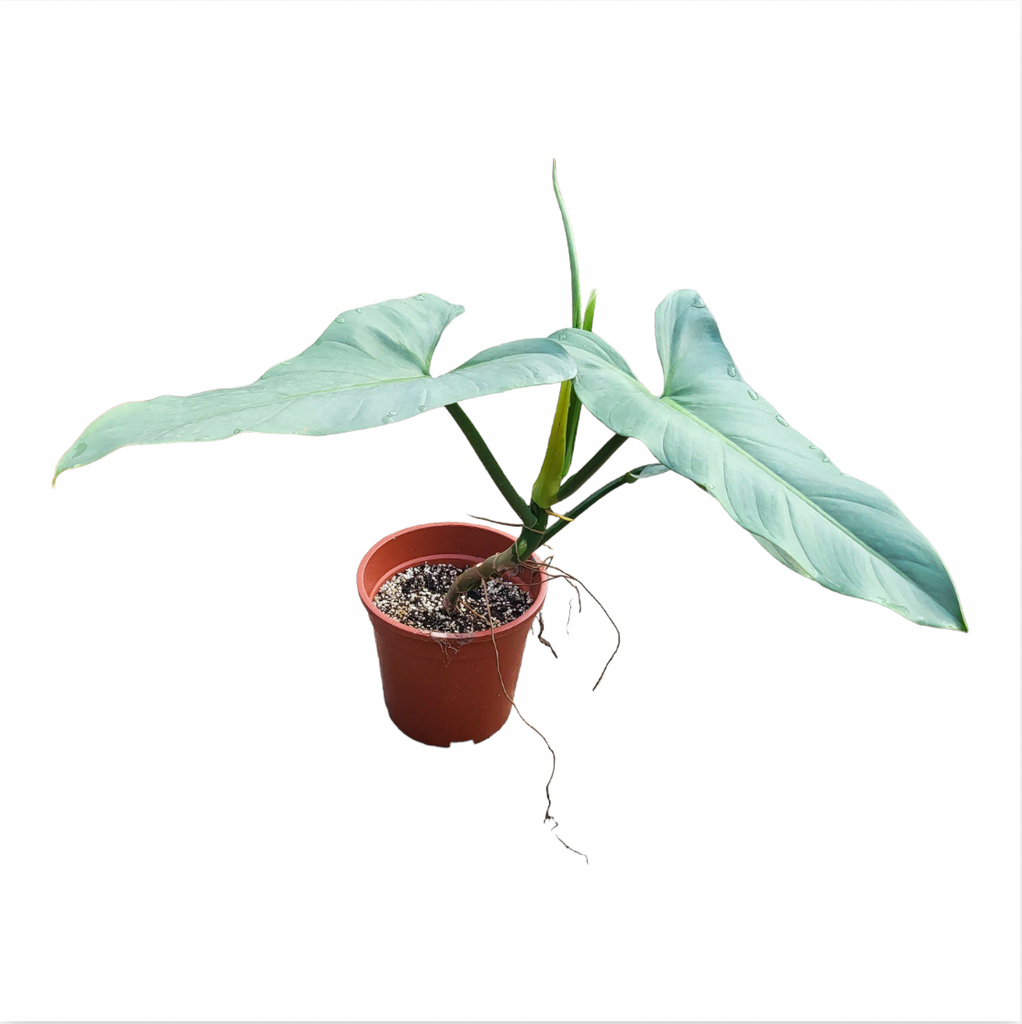 Philodendron Hastatum Silver Queen , Silver Sword (0.5mH)