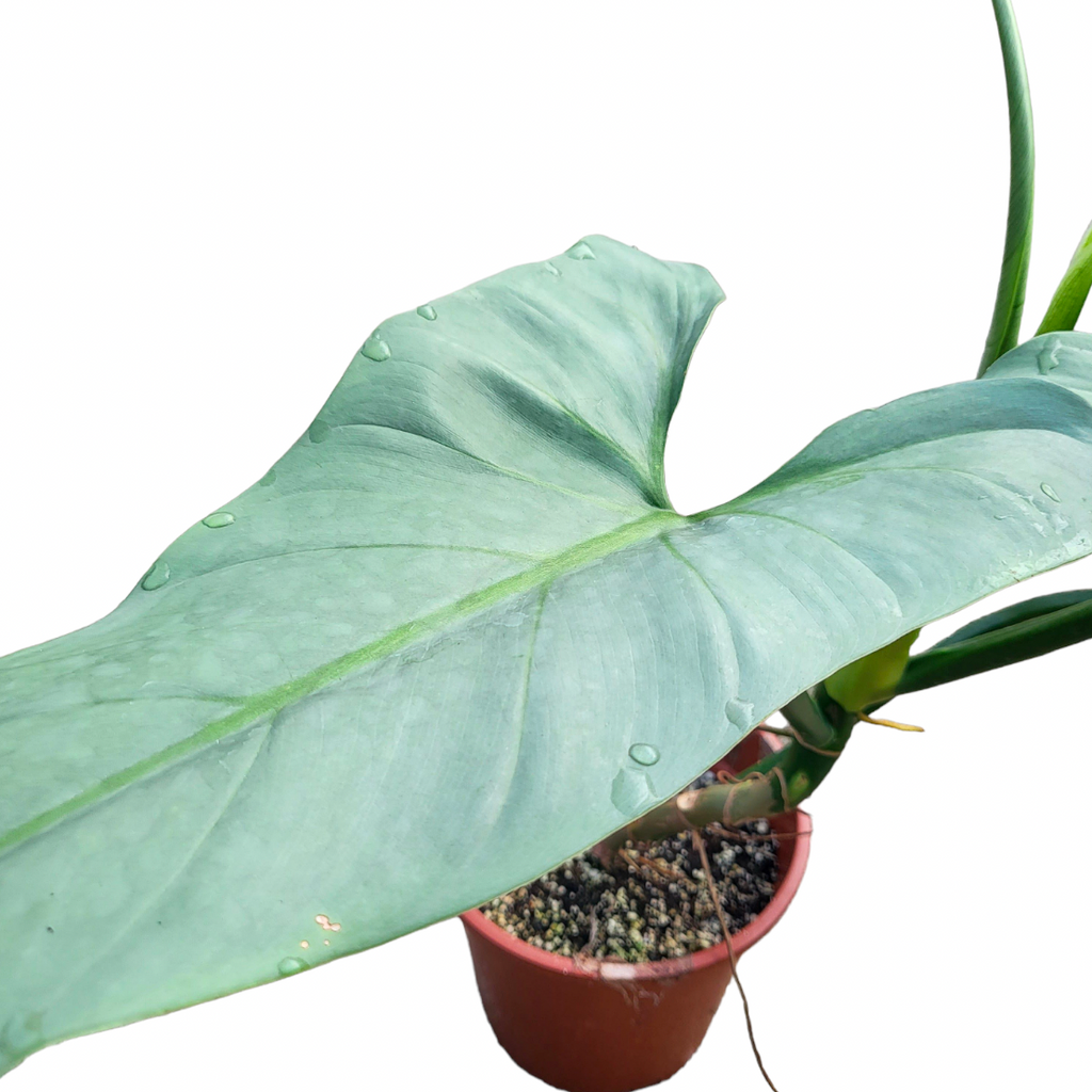 Philodendron Hastatum Silver Queen , Silver Sword (0.5mH)