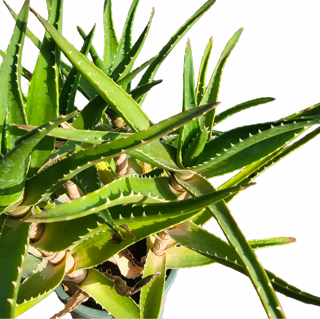 Aloe Vera (0.3mH)