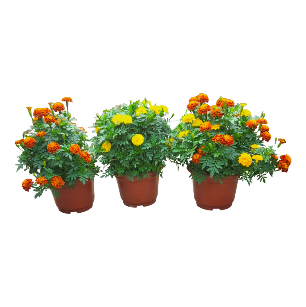 Assorted Marigold in Taupe Corsica Easy Hanger Trio
