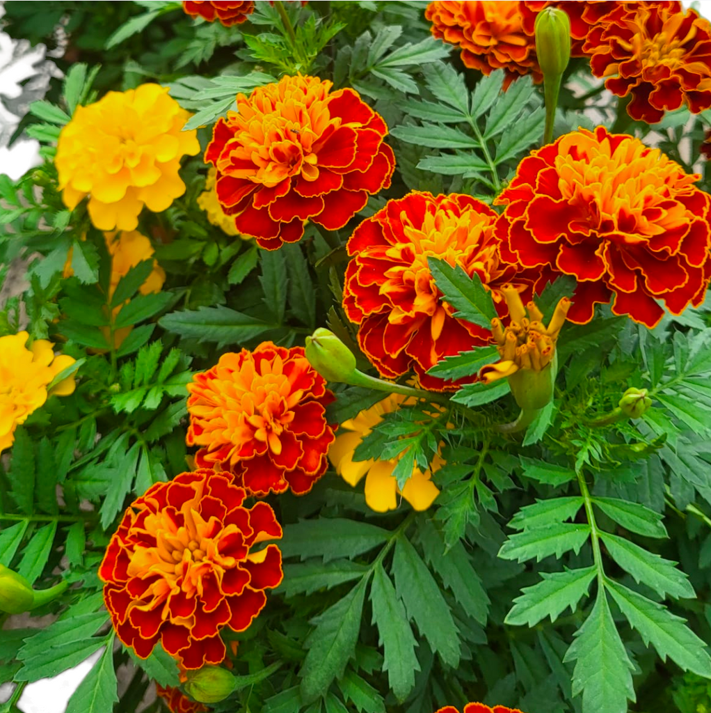 Assorted Marigold (0.3m)