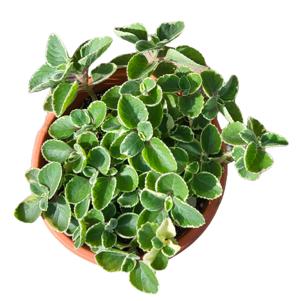 Plectranthus amboinicus, Indian Borage Variegated (0.18m)