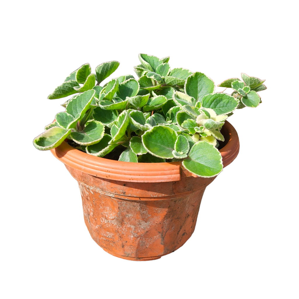 Plectranthus amboinicus, Indian Borage Variegated (0.18m)