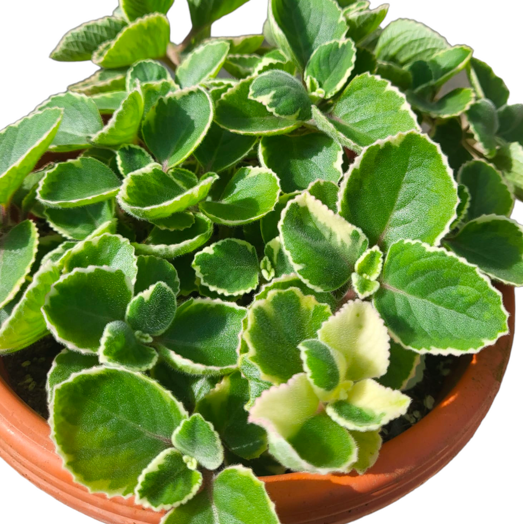 Plectranthus amboinicus, Indian Borage Variegated (0.18m)