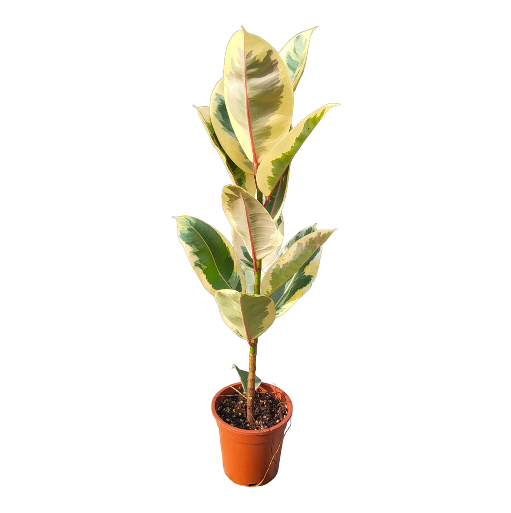 Ficus elastica 'Tineke' Rubber Tree (0.7m)