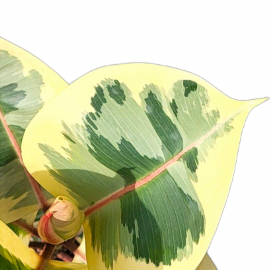 Ficus elastica 'Tineke' Rubber Tree (0.7m)