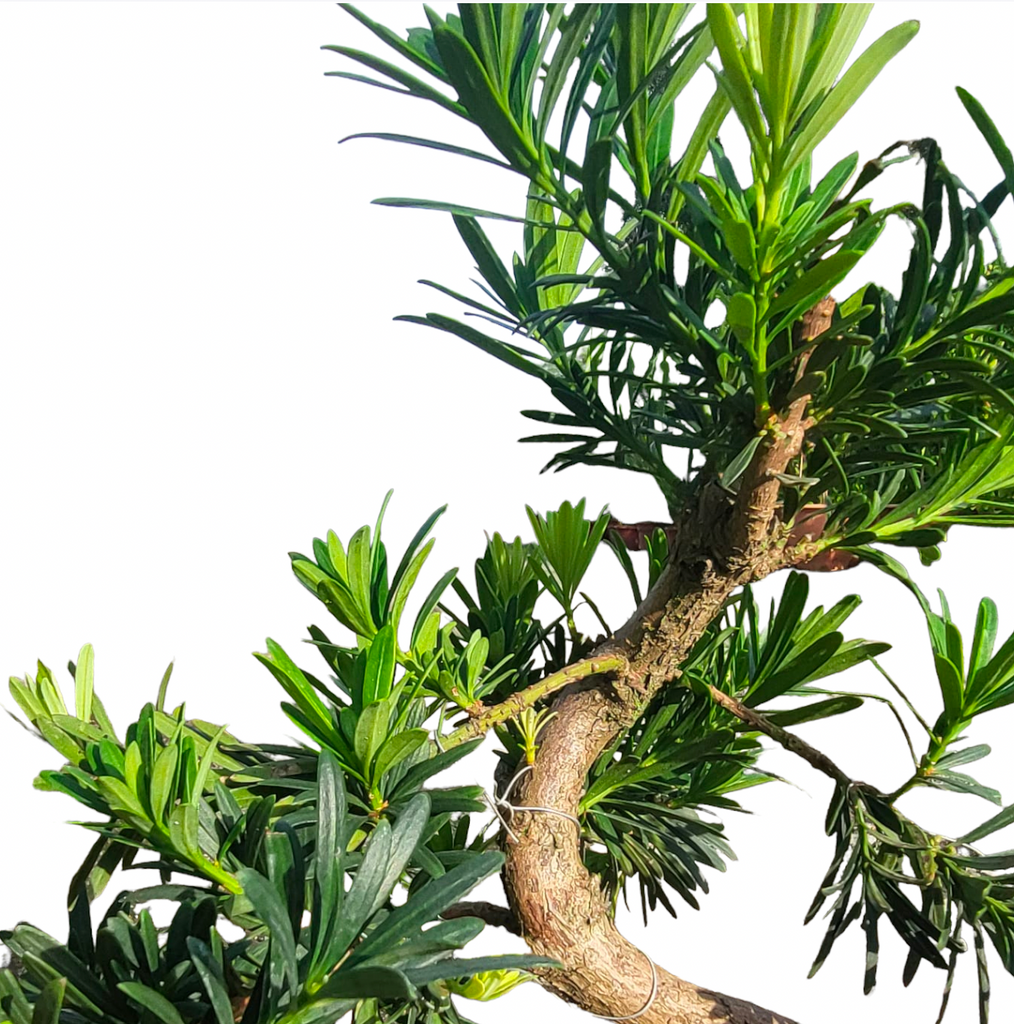Bonsai Podocarpus (0.55m)