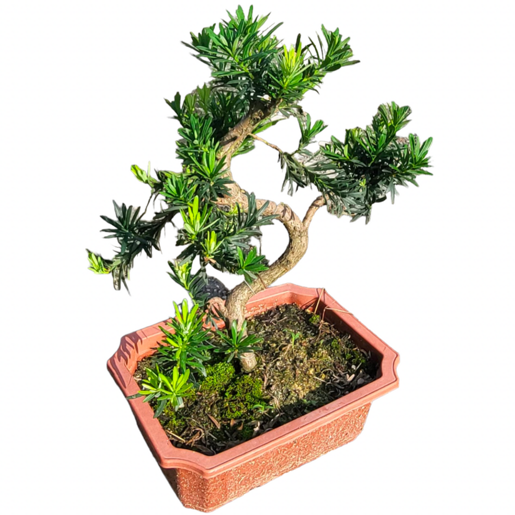 Bonsai Podocarpus (0.55m)