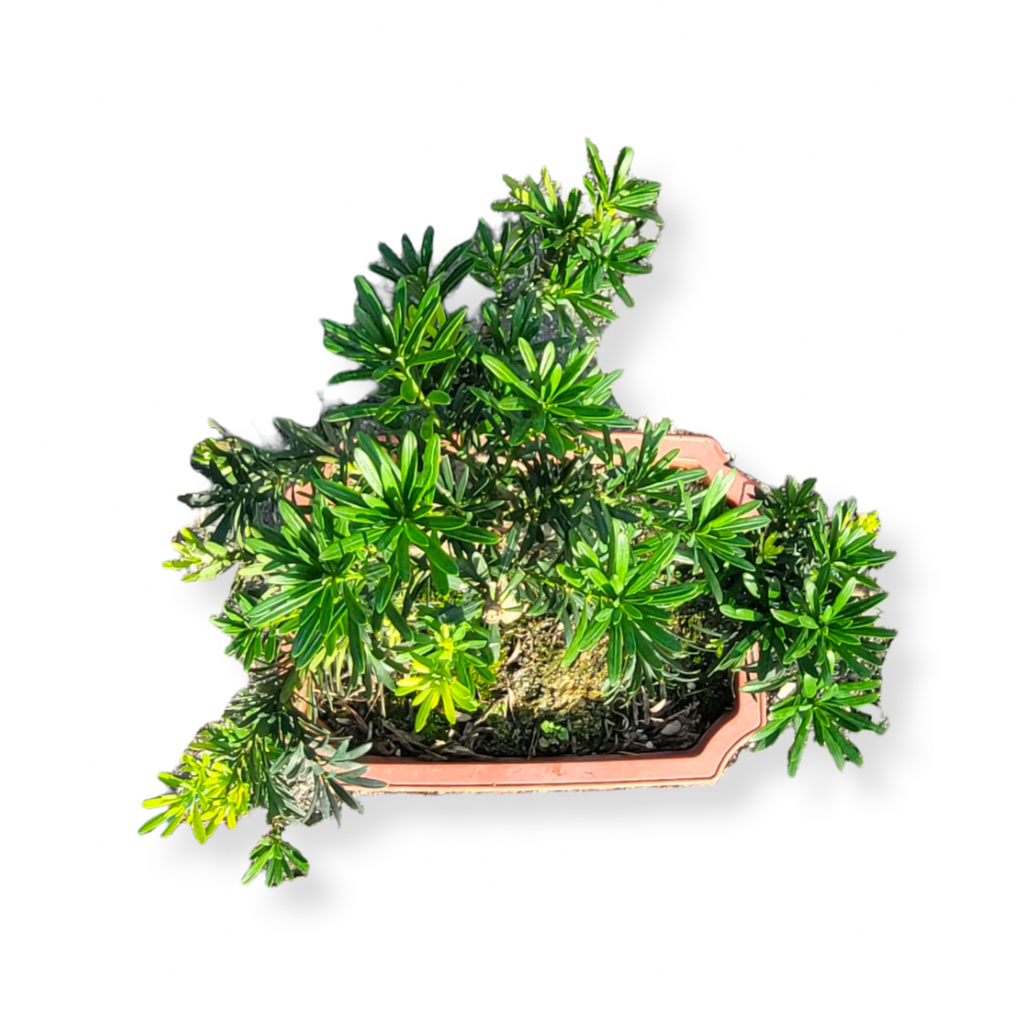 Bonsai Podocarpus (0.55m)
