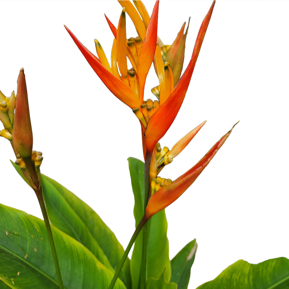 Heliconia illustris rubra (0.8m)