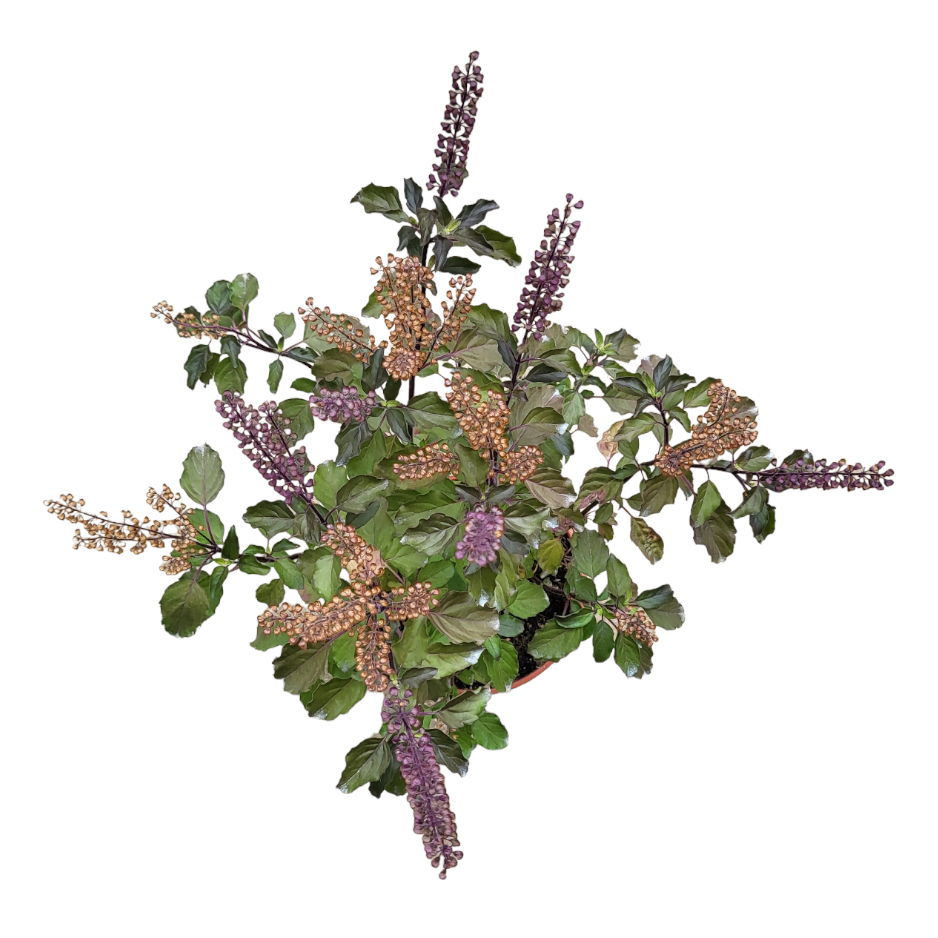Ocimum tenuiflorum, Holy Basil, Purple Tulsi (0.45m)