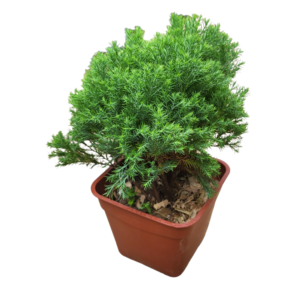 Juniperus Spp 雾水松 (0.25m)