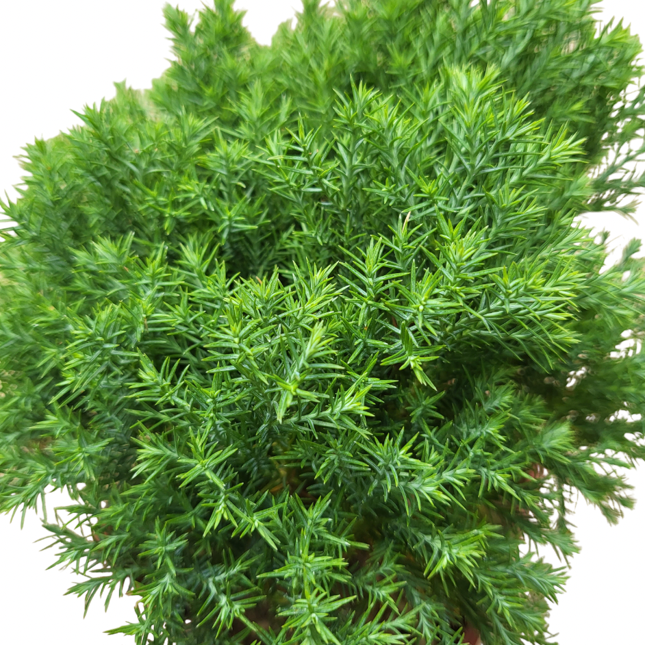 Juniperus Spp 雾水松 (0.25m)