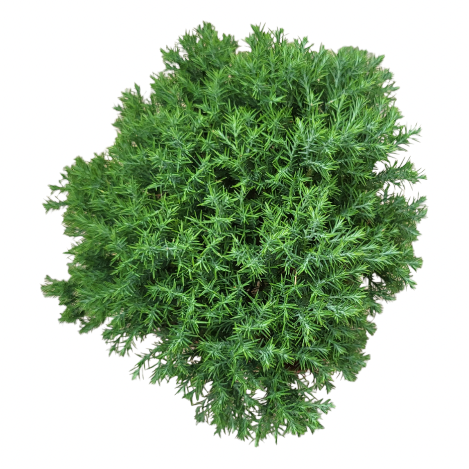 Juniperus Spp 雾水松 (0.25m)