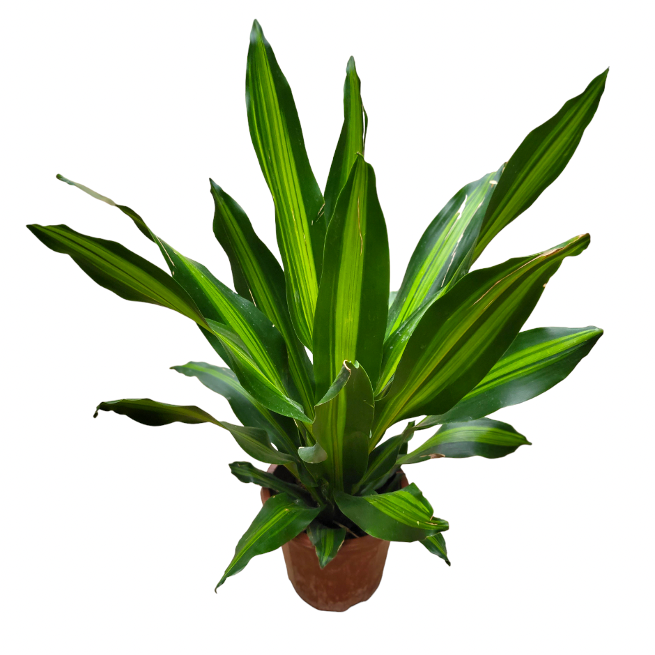 Dracaena Fragrans Massangeana, Corn Plant (0.8m)