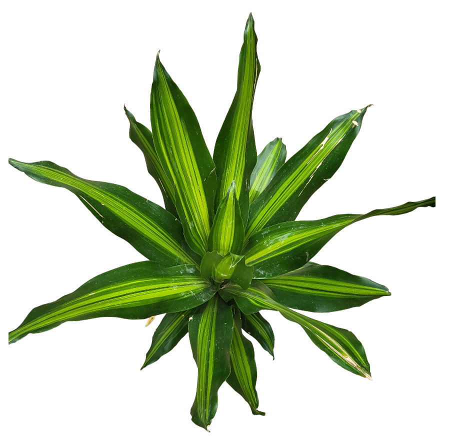 Dracaena Fragrans Massangeana, Corn Plant (0.8m)