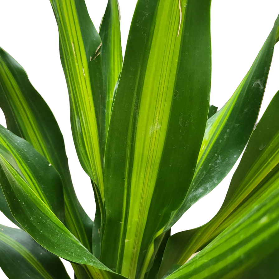 Dracaena Fragrans Massangeana, Corn Plant (0.8m)