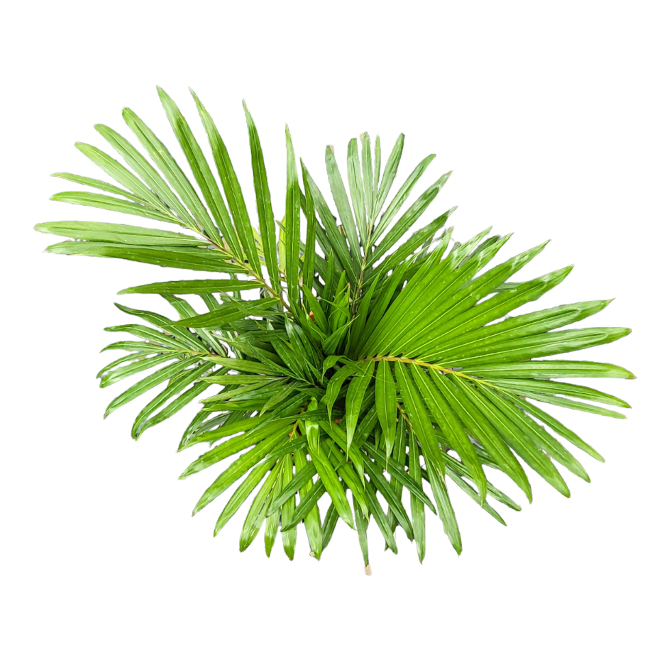 Rhopaloblaste, Jawa palm, Java palm (0.3mH)