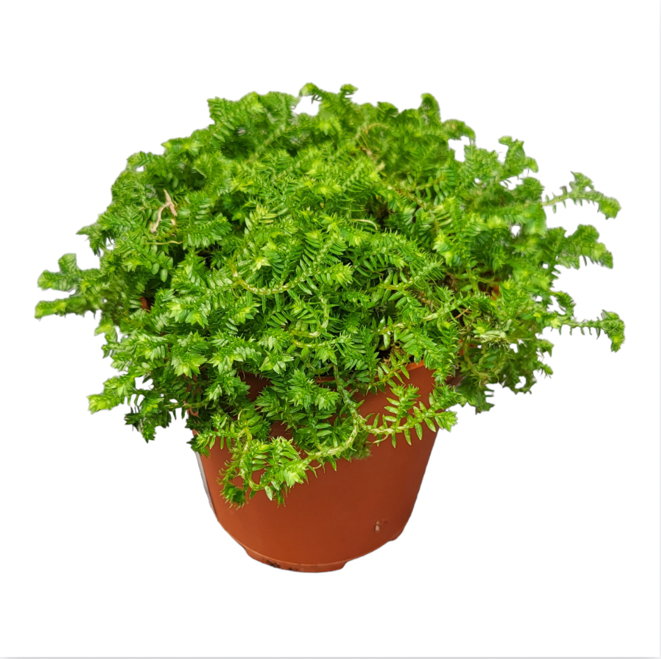 Selaginella kraussiana, Krauss Clubmoss (0.1m)