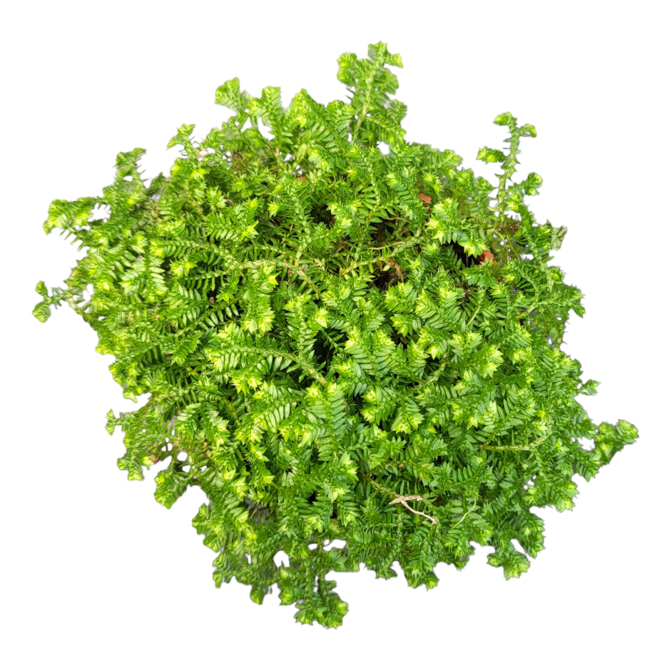 Selaginella kraussiana, Krauss Clubmoss (0.1m)