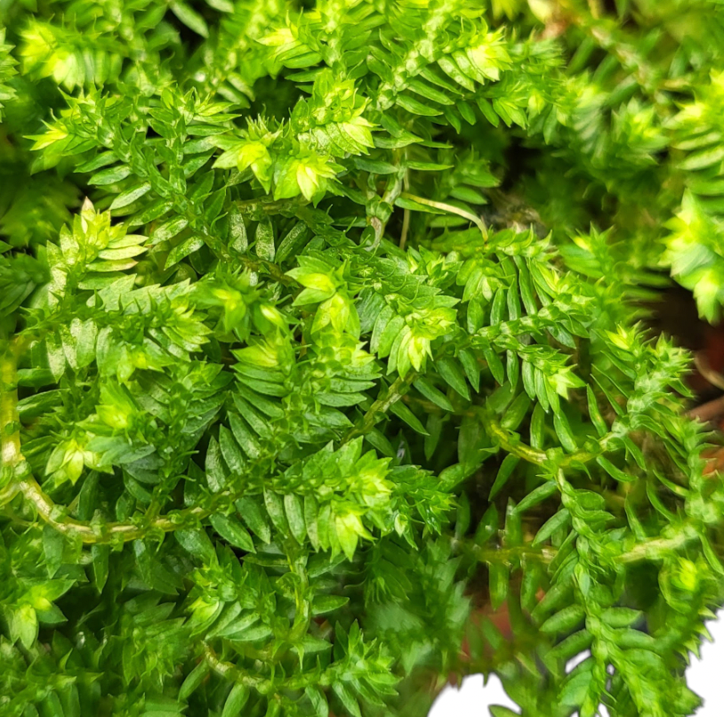 Selaginella kraussiana, Krauss Clubmoss (0.1m)