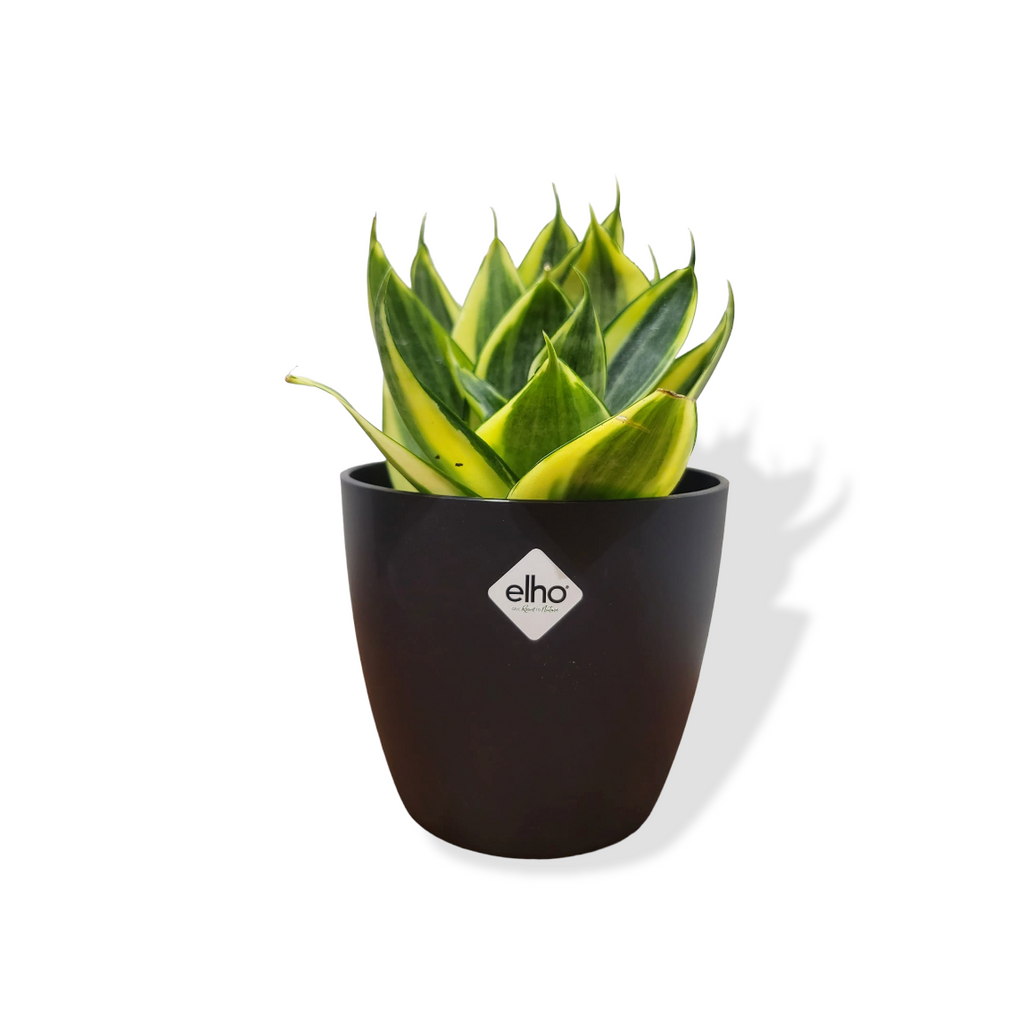 Sansevieria 'Golden Hahnii' in Living Black Brussels Round Mini 9.5cm (0.15m)