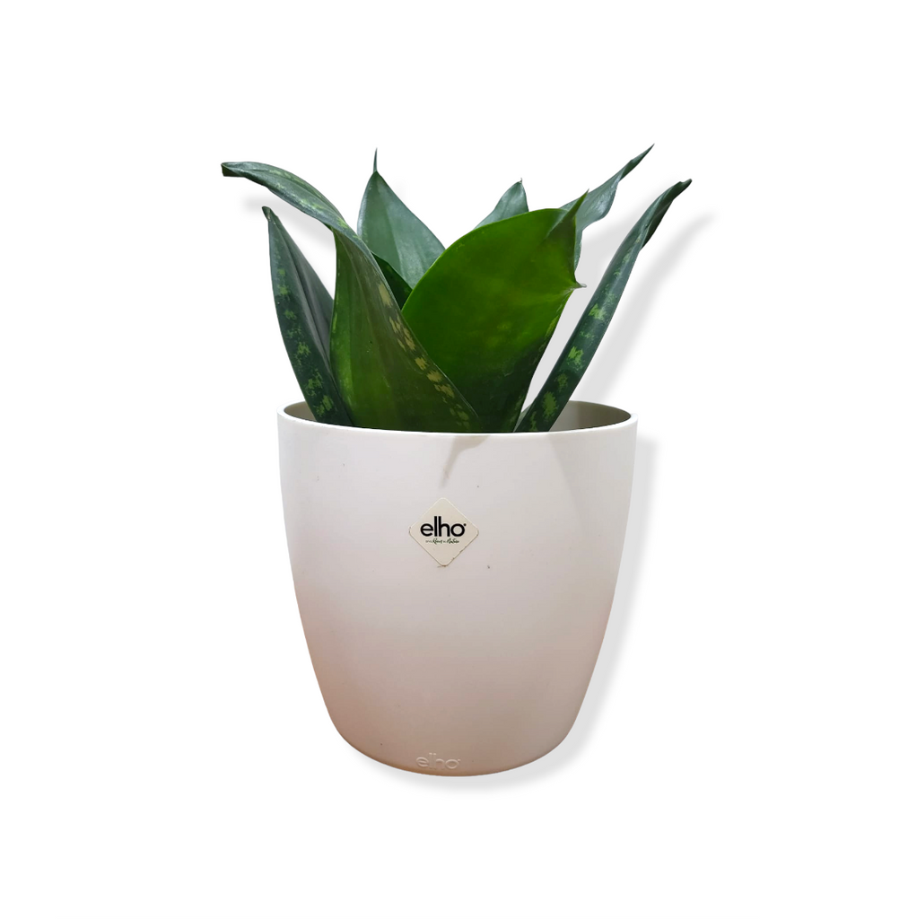 Sansevieria in White Brussels Round Mini 12.5cm (0.2m)