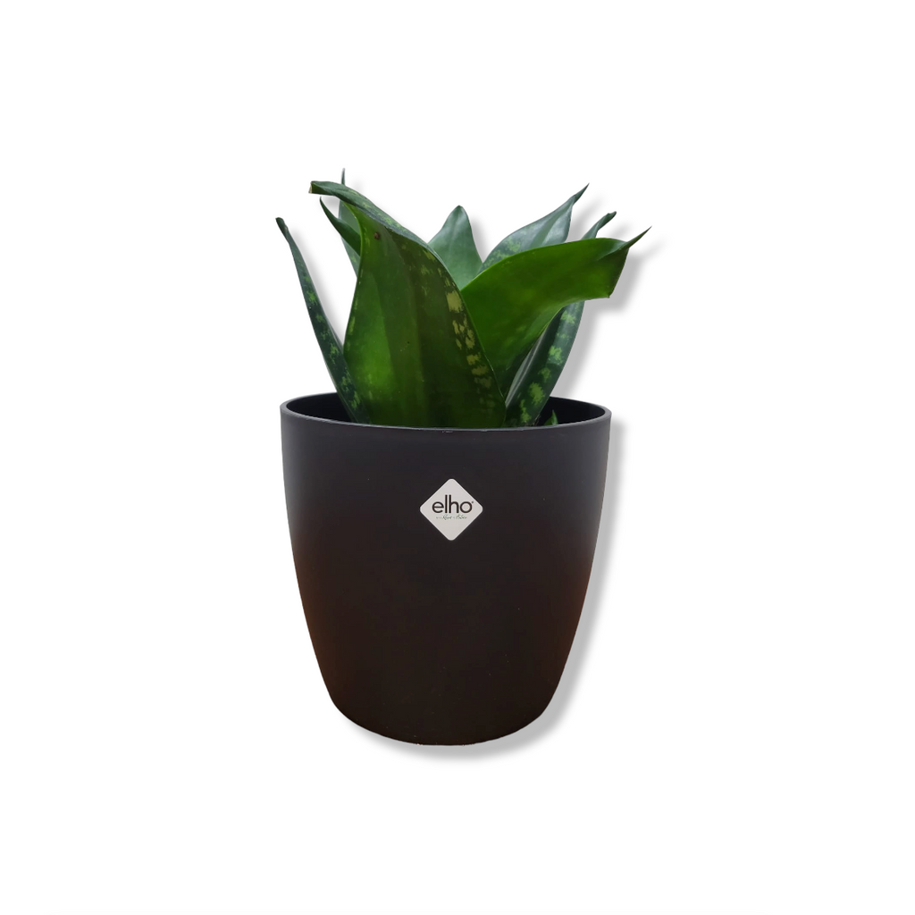 Sansevieria in Living Black Brussels Round Mini 12.5cm (0.2m)