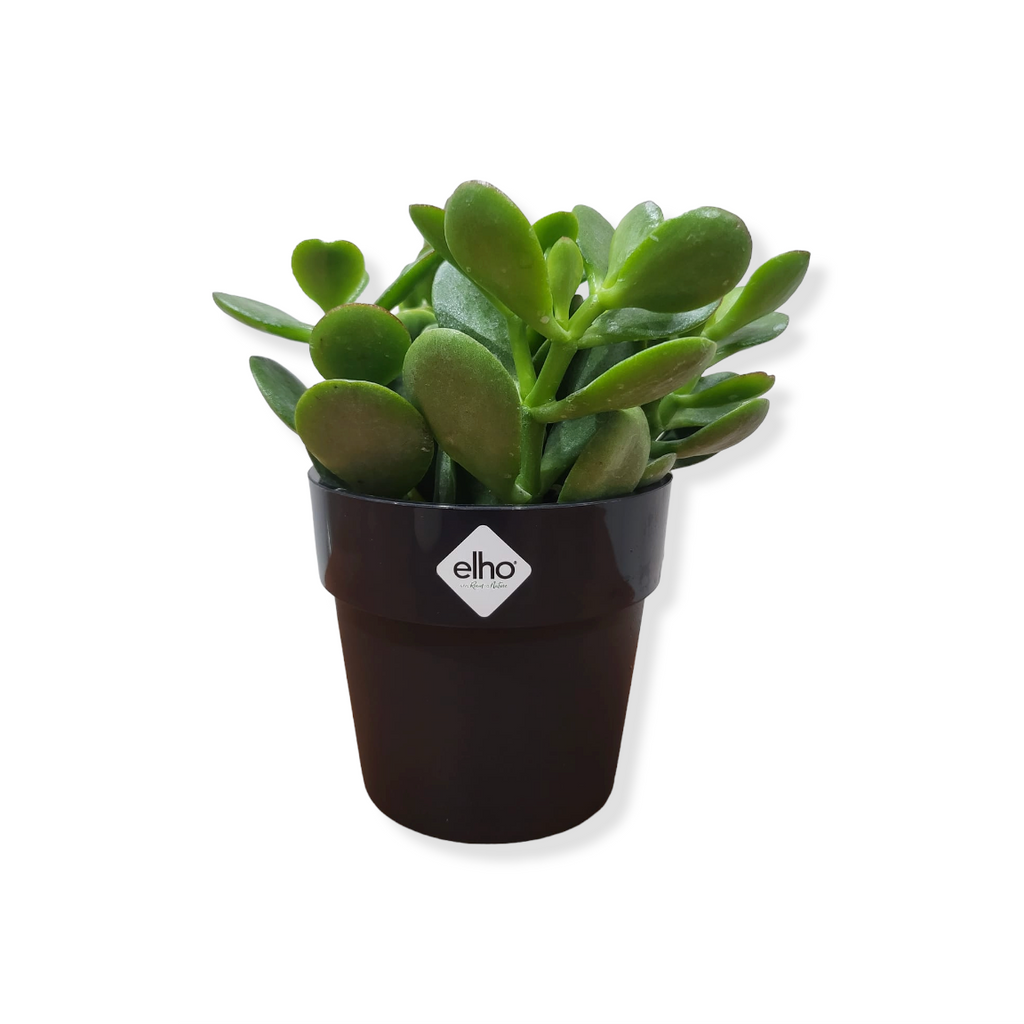 Jade Plant in Living Black B for Original Round Mini 9cm (0.1m)