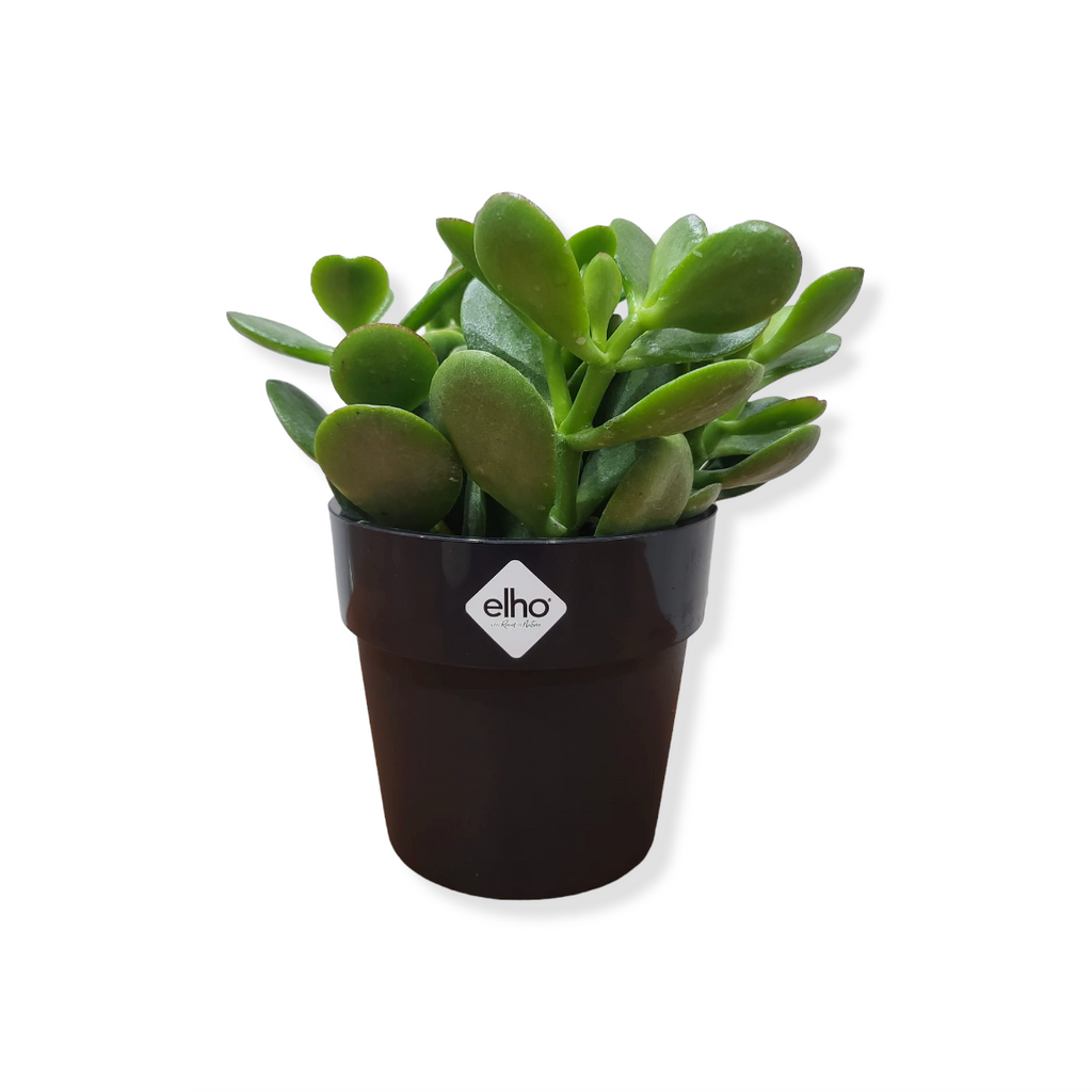 Jade Plant in Living Black B for Original Round Mini 9cm (0.15m)