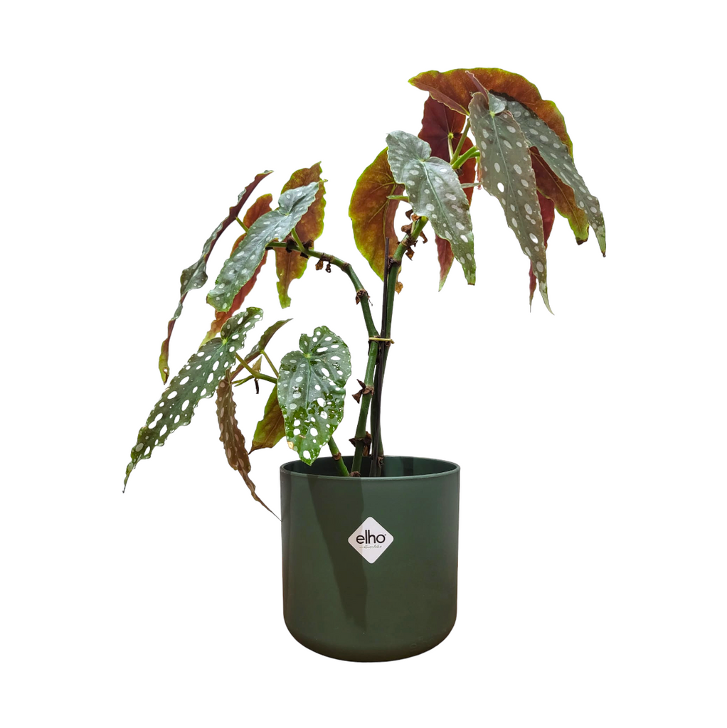 Begonia Maculata in Leaf Green B for Soft Round 14cm (0.35m)