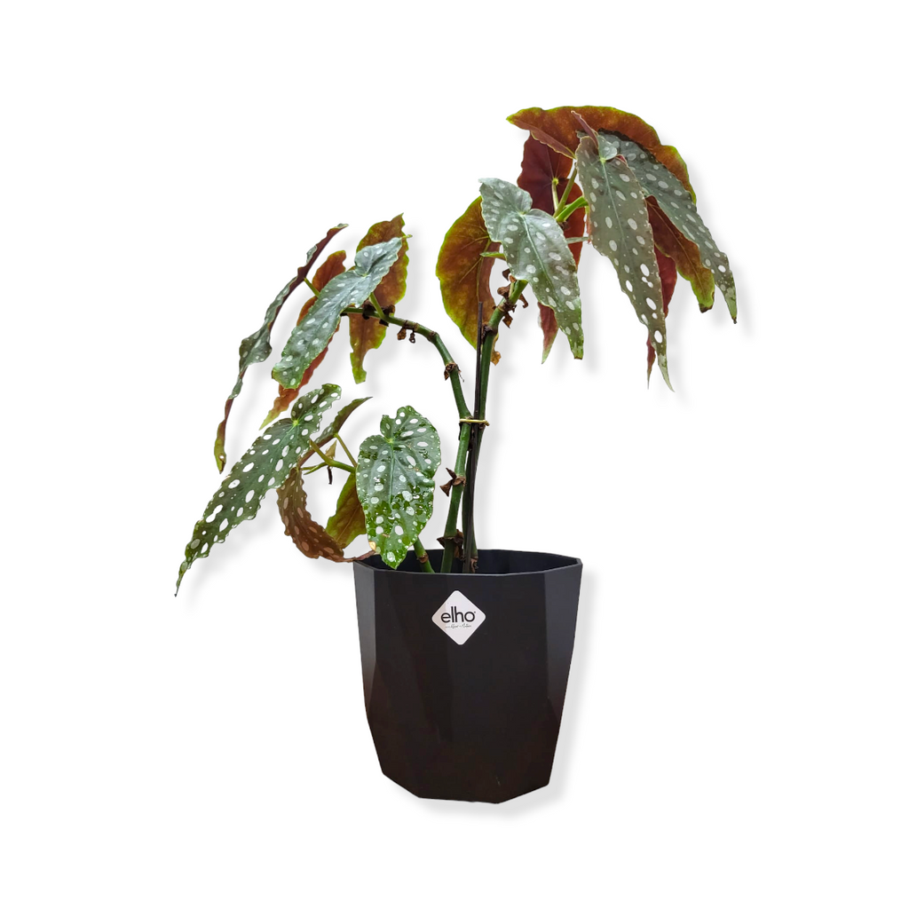 Begonia Maculata in Living Black B for Rock 14cm(0.35m)