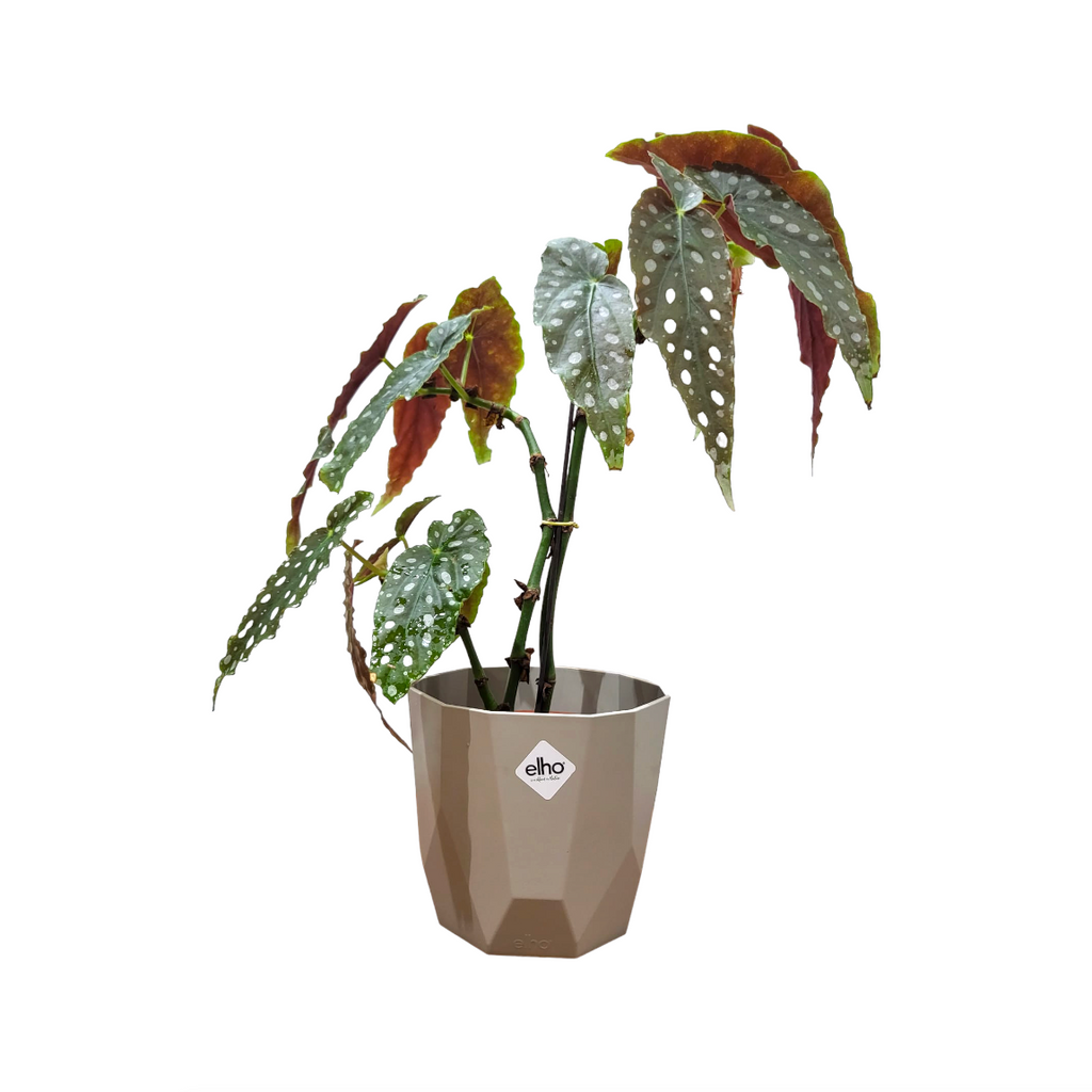 Begonia Maculata in Warm Grey B for Rock 14cm(0.35m)