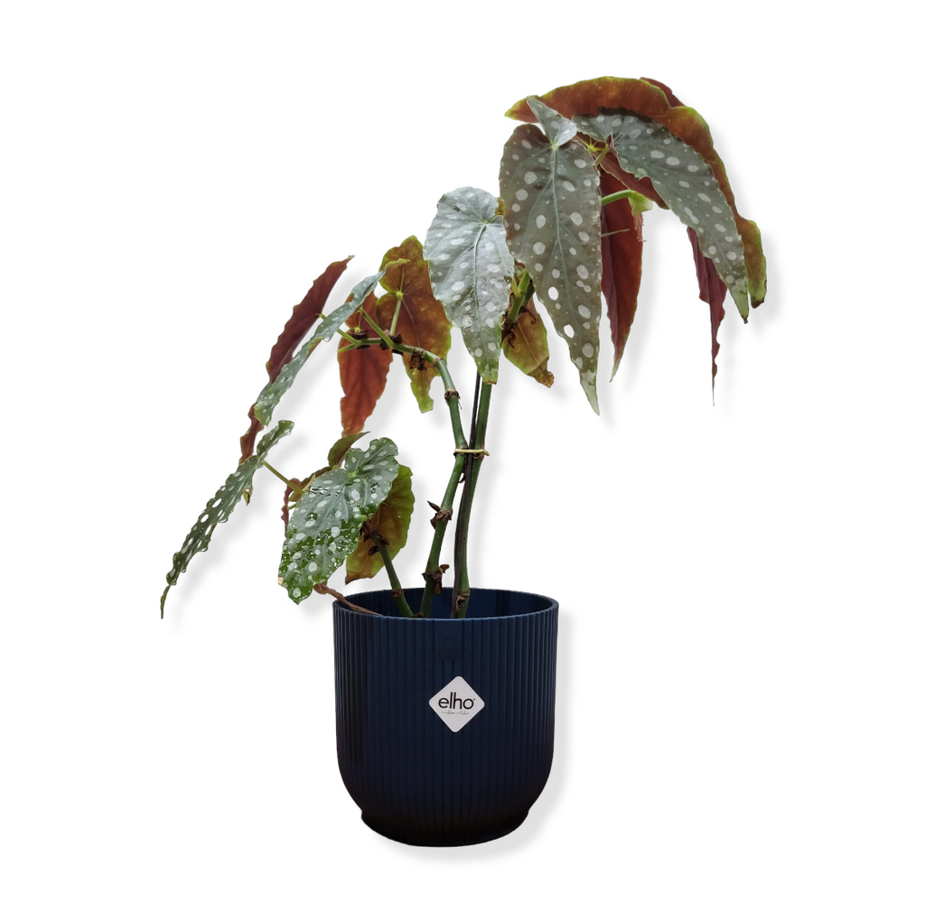 Begonia Maculata in Deep Blue Vibes Fold 14cm (0.35m)