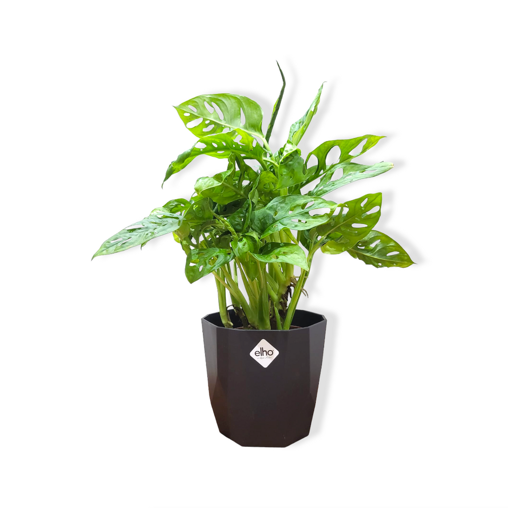 Monstera Adansonii in Living Black B. For Rock 14cm(0.25m)