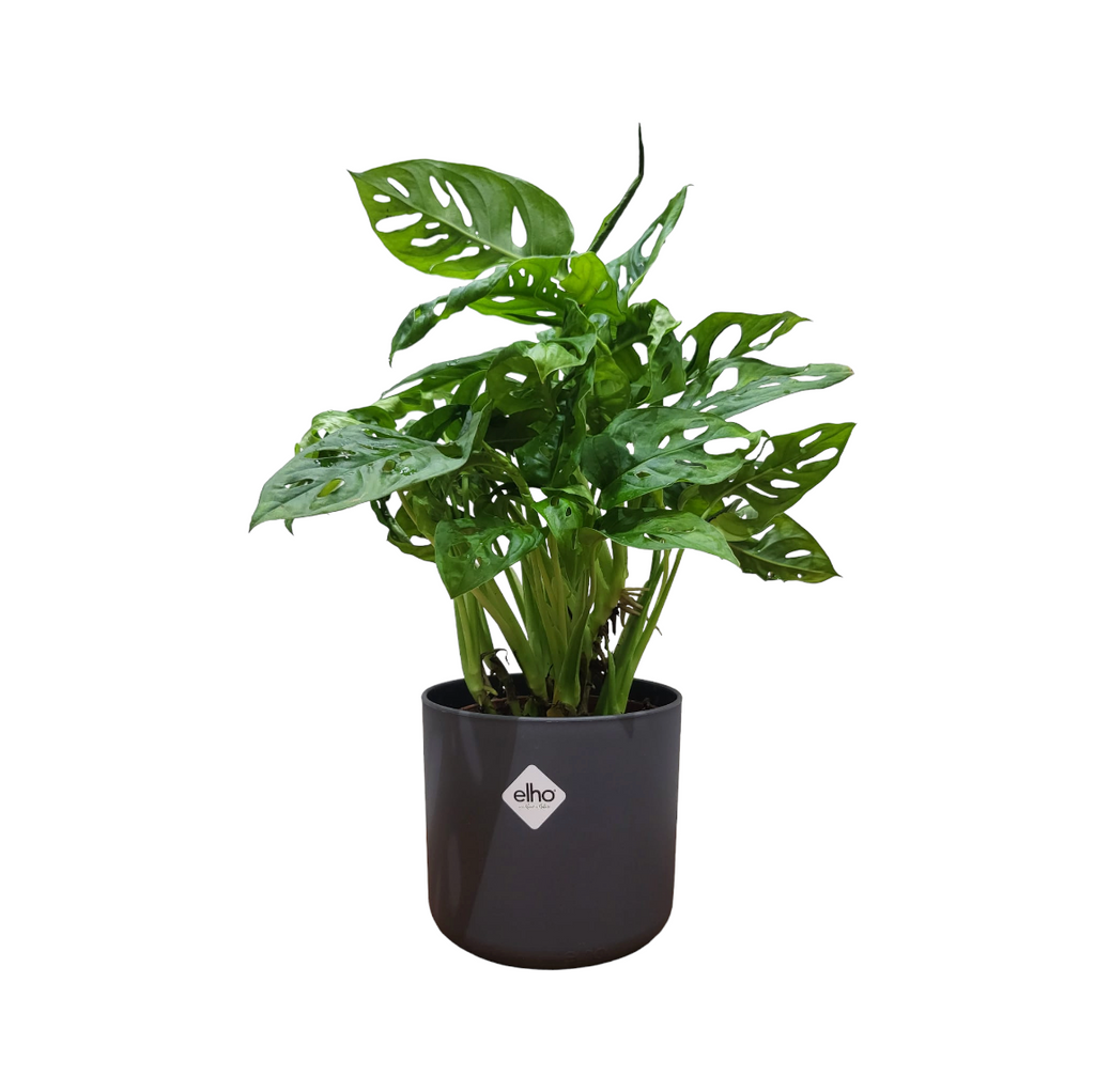 Monstera Adansonii in Anthracite B for Soft Round 14cm (0.25m)