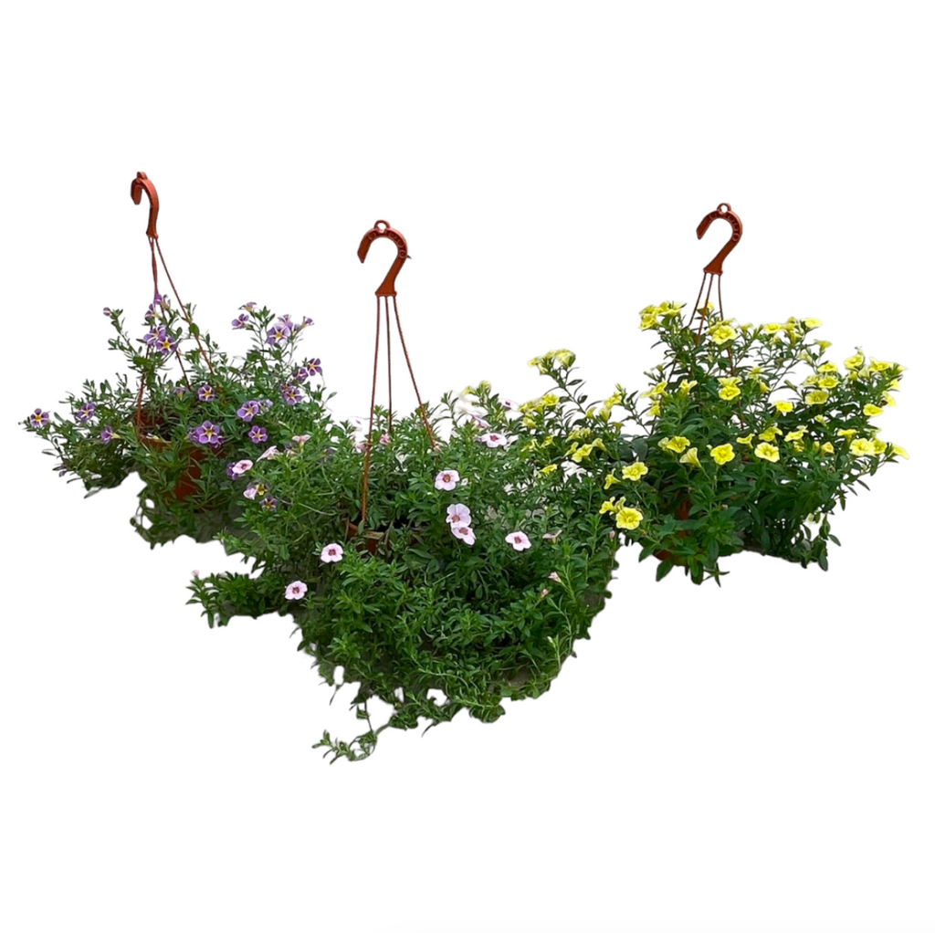 Assorted Petunia (0.3-0.4m)