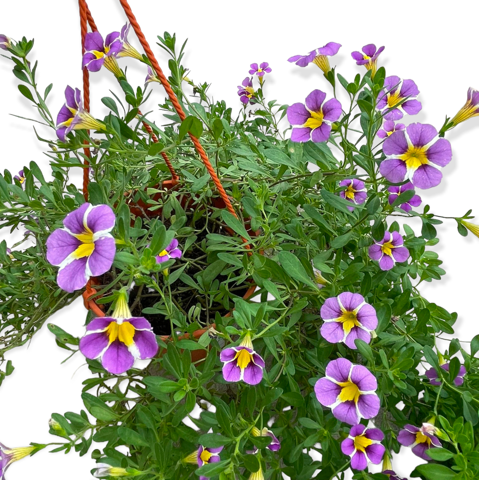 Assorted Petunia (0.3-0.4m)