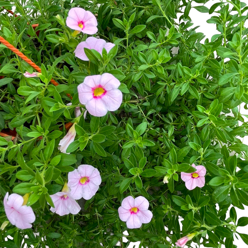 Assorted Petunia (0.3-0.4m)